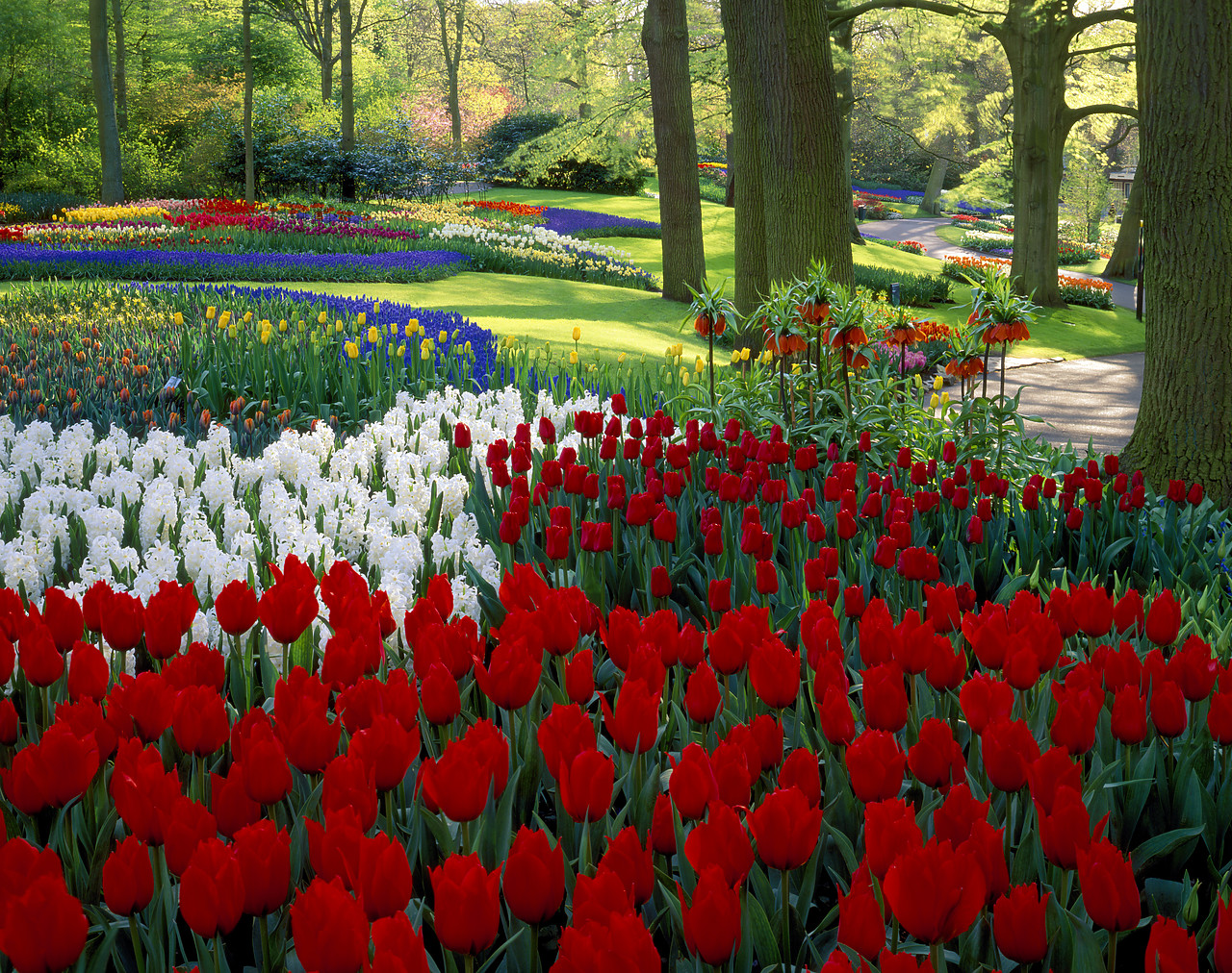 #990358-4 - Keukenhof Gardens, Lisse, Holland