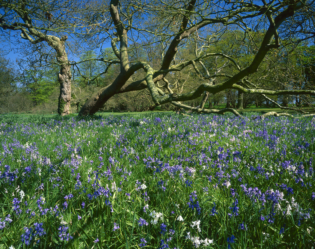 #990397-1 - Bluebells, & Turkey Oak, Blickling Hall, Norfolk, England