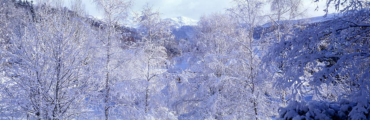 #990525-1 - Snow-covered Trees, near Queen's View, Tayside Region, Scotland