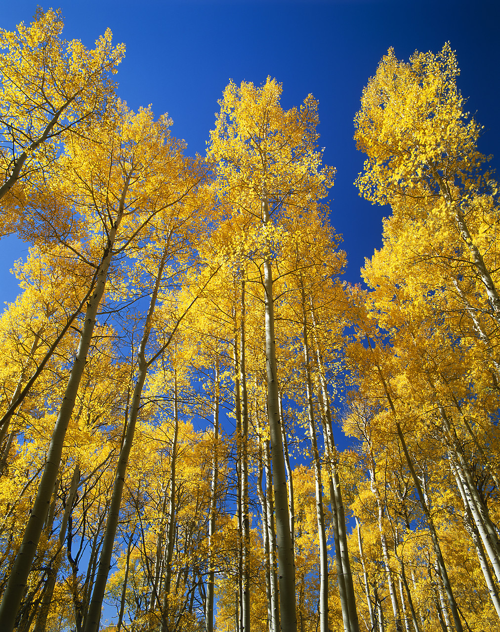 #990613-6 - Tower Aspen Trees in Autumn, Sangre de Cristo Mountains, Colorado, USA