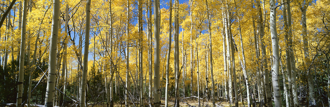 #990614-1 - Aspens in Autumn, Sangre de Cristo Mountains, San Juan National Forest, Colorado, USA