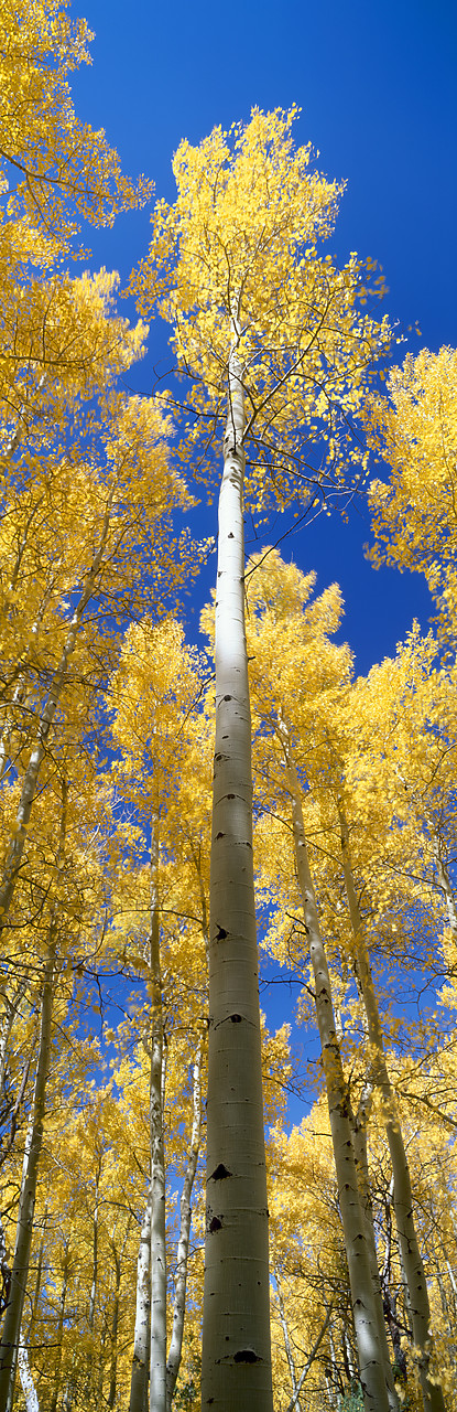 #990615-3 - Aspens in Autumn, Sangre de Cristo Mountains, San Juan National Forest, Colorado, USA