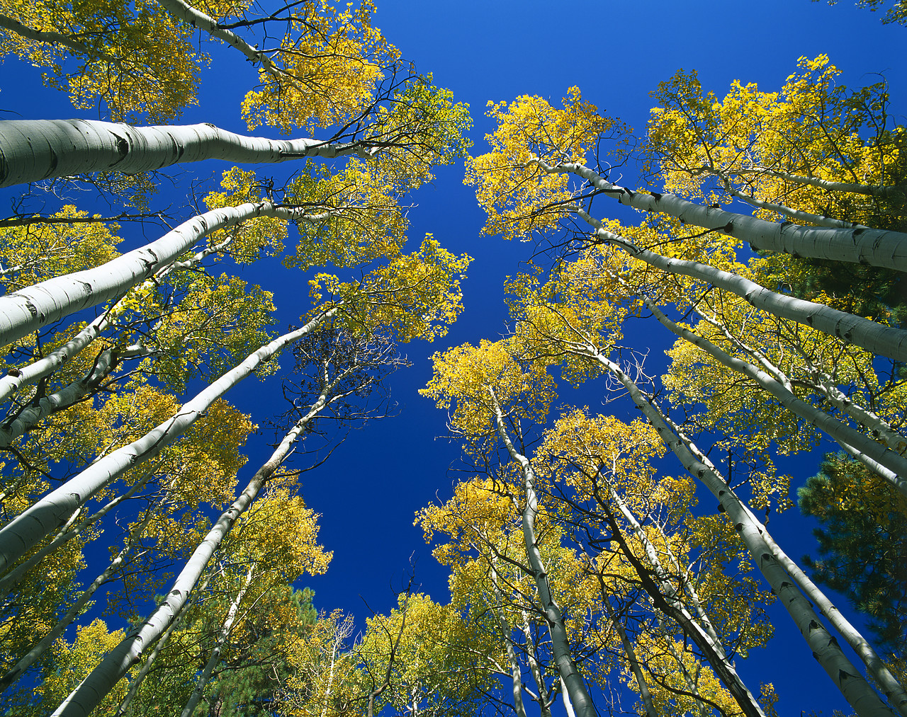 #990618-1 - Tower Aspen Trees in Autumn, Sangre de Cristo Mountains, Colorado, USA