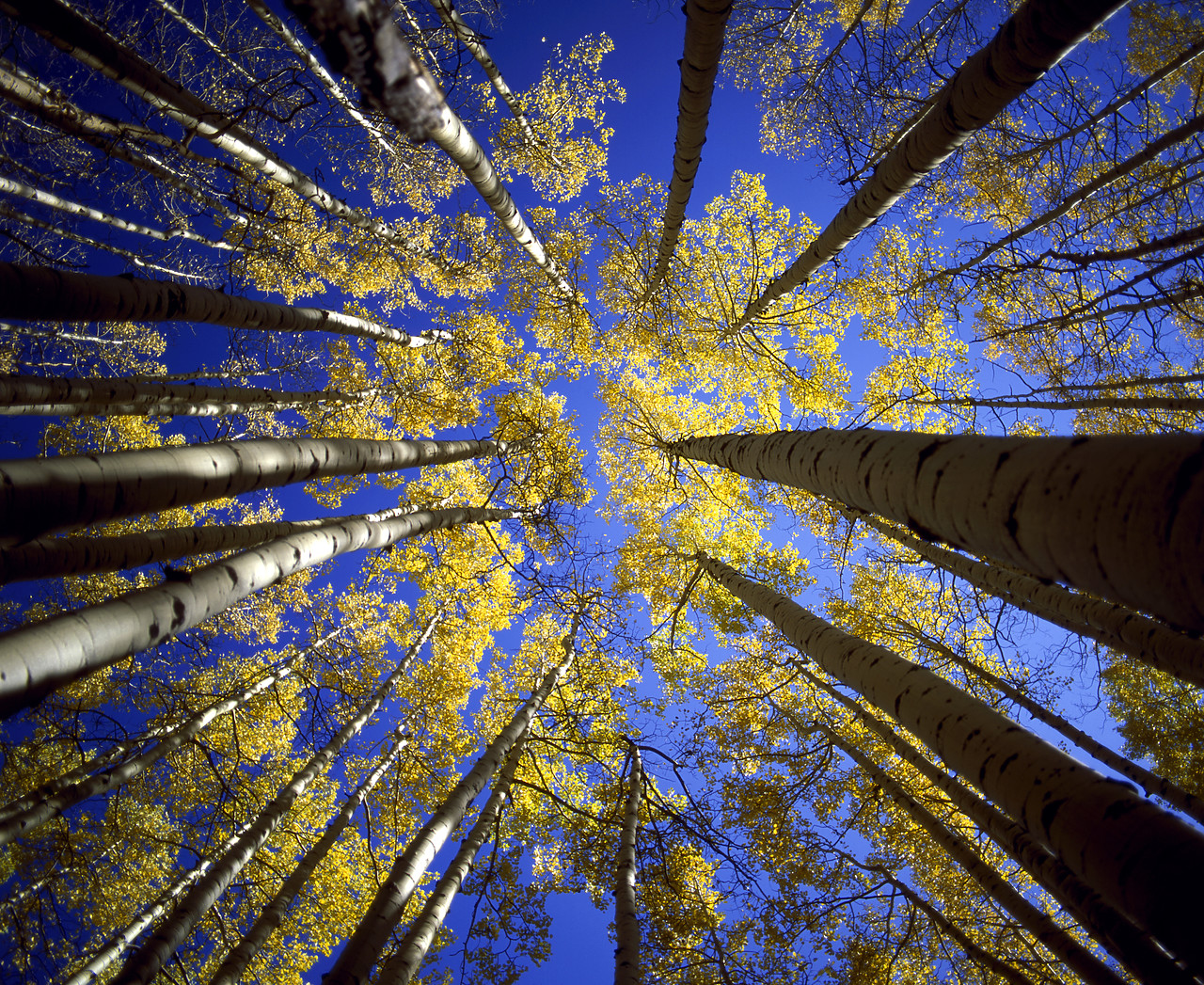 #990619-1 - Towering Aspen Trees, Colorado, USA