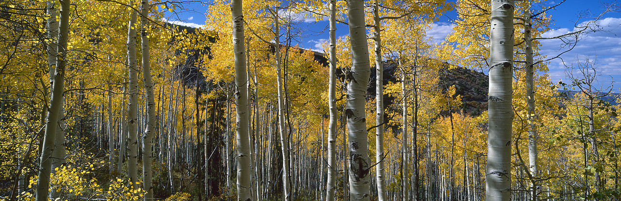 #990621-2 - Aspens in Autumn, San Juan National Forest, Colorado, USA