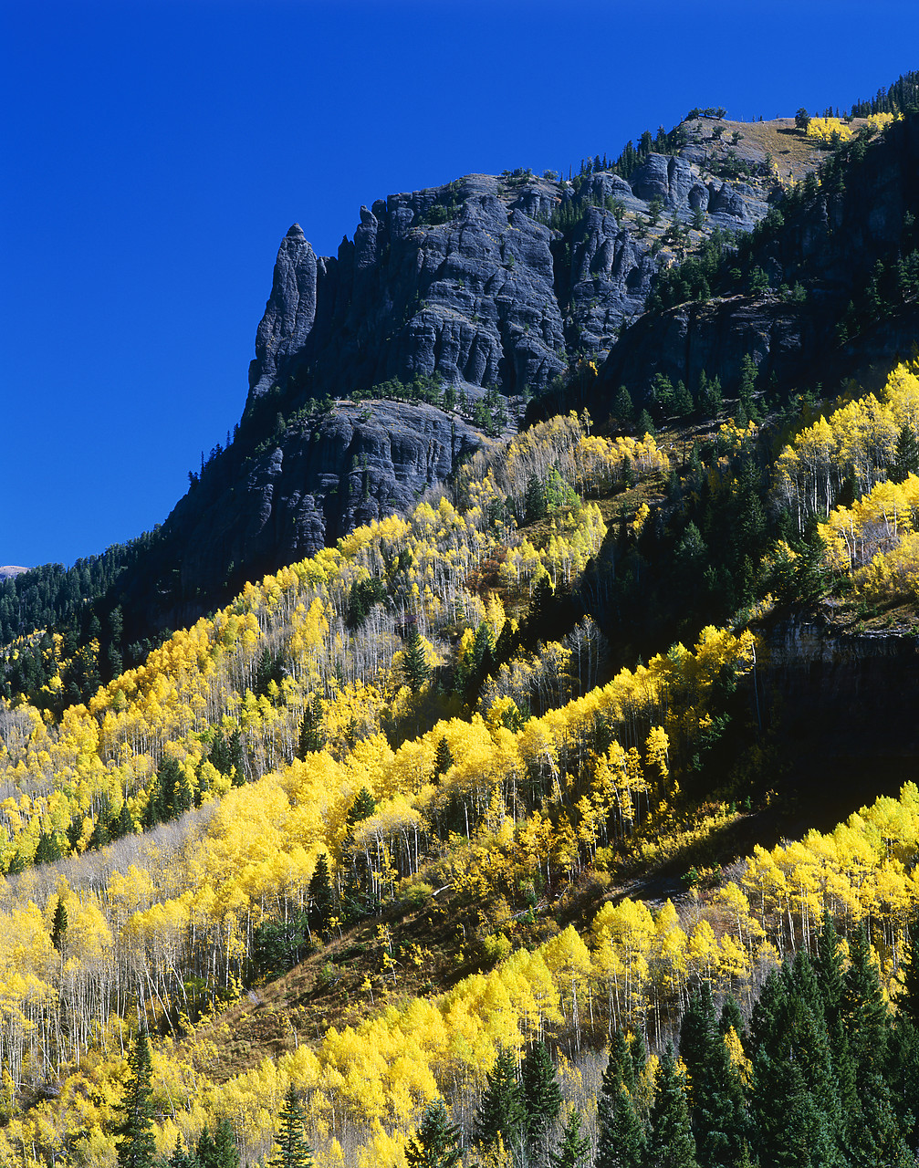 #990632-2 - Mountainside of Aspens in Autumn, Ouray, Colorado, USA