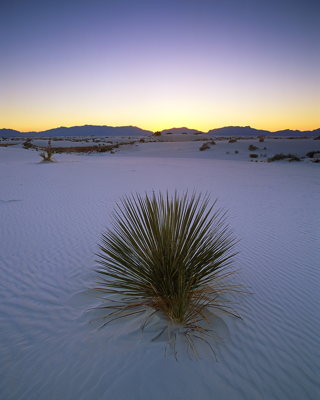 #990663-2 - Yucca Plant at Dusk, White Sands National Park, New Mexico. USA
