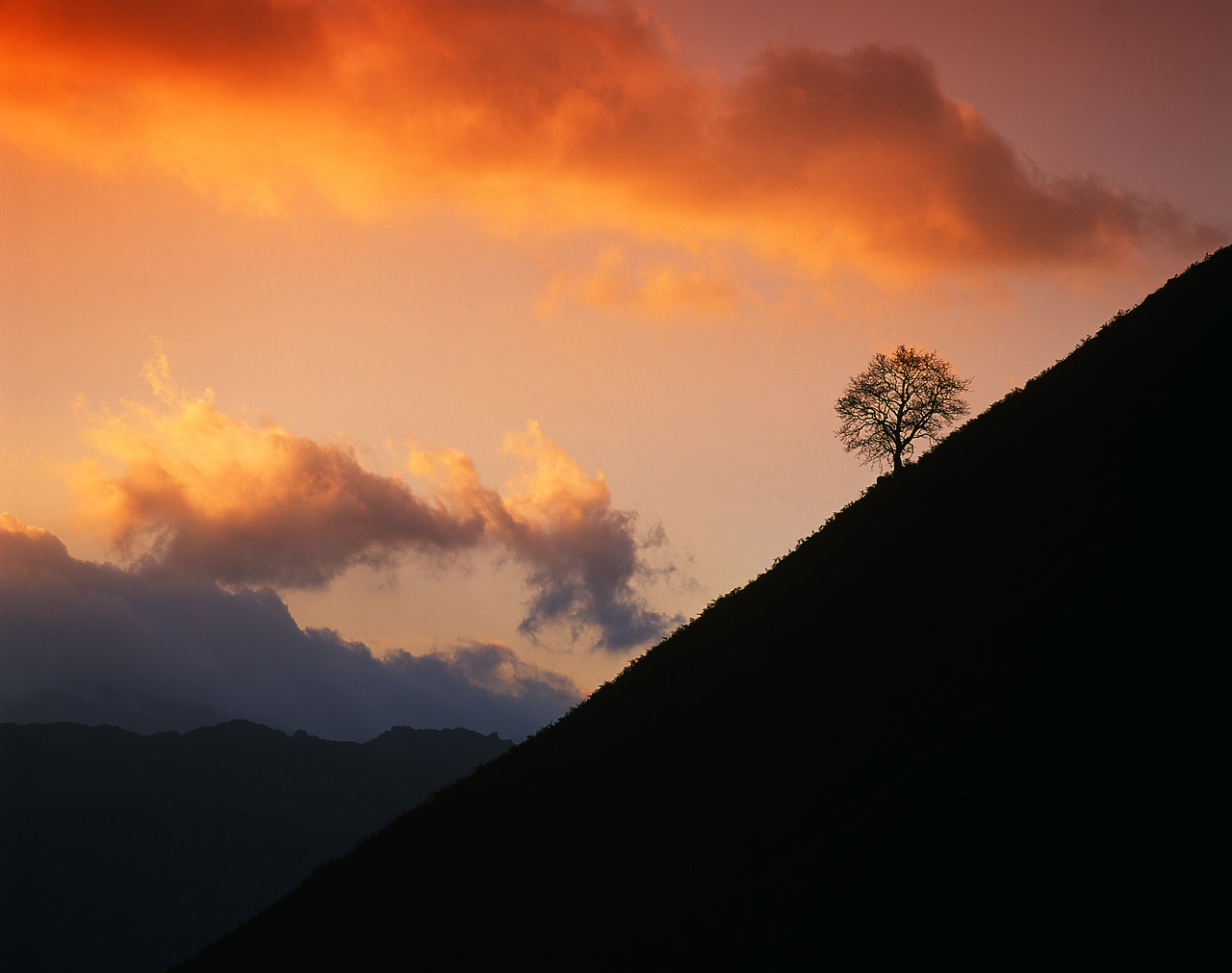 #990698-2 - Lone Tree on Mountainside, Lake District, Cumbria, England