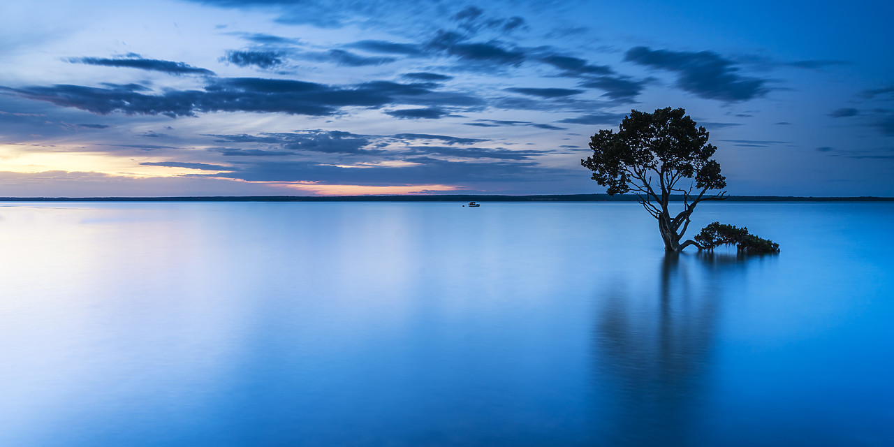 #ML16001 - Mangrove Tree, Tenby Point, Victoria, Australia